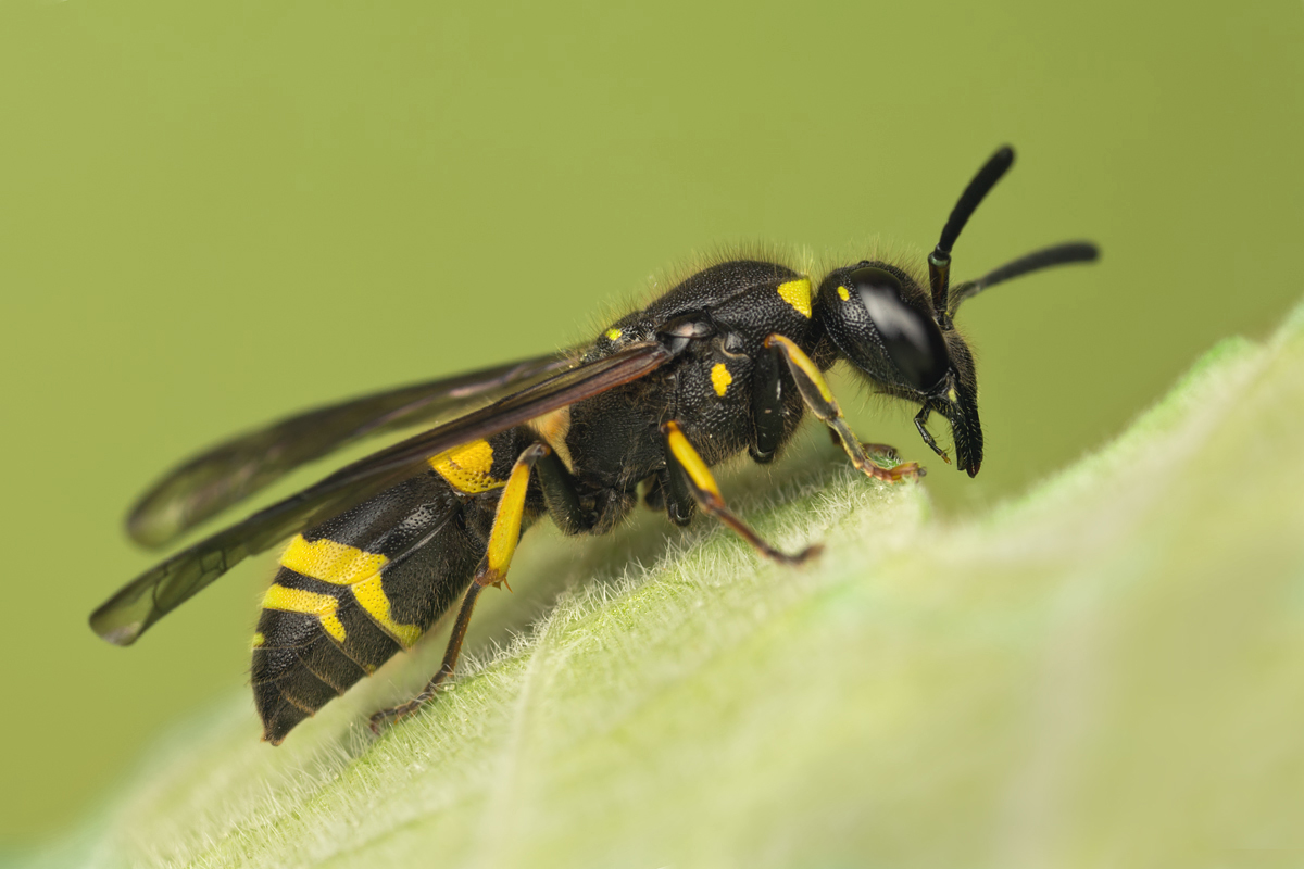 Potter Wasp 1